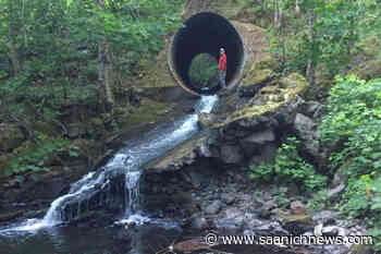 Volunteers needed to prep West Shore fish ladders - Saanich News