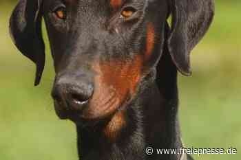 Eigenen Hund gequält: Chemnitzer muss Strafe zahlen - freiepresse.de