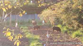 Jabalíes libres por Ferrol a la espera de las jaulas - La Voz de Galicia