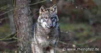 Bäder bleiben offen, Wetterhahn-Rätsel gelöst und ein Wolf – Kaiserslautern kompakt - Kaiserslautern - Rheinpfalz.de