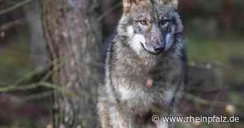 DNA-Untersuchung bestätigt: Wolf hat Schafe gerissen - Südwestpfalz/Kreis Kaiserslautern - Rheinpfalz.de
