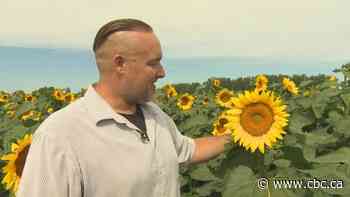 MacGregor-area farmer opens charity sunflower selfie spot for 2nd year - CBC.ca