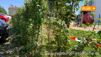 Mindelheim: Gefahr für Kinder lauert neben dem Spielplatz | Mindelheimer Zeitung - Augsburger Allgemeine