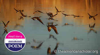 “Wild Geese” by Mary Oliver - The American Scholar