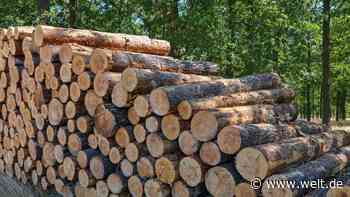 Holzdiebe verursachen im Wald Millionenschäden
