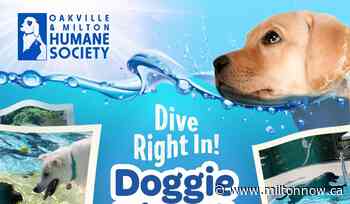 Bring your dog to an organized swim event - miltonnow.ca