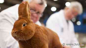 Peta attackiert Alheimer Kaninchenzüchter - hna.de