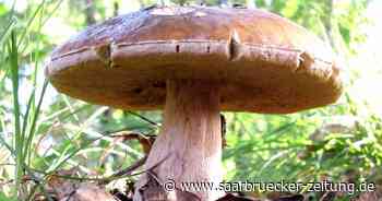 Erlebniskalender Saar-Hunsrück für den Kreis Merzig-Wadern - Saarbrücker Zeitung