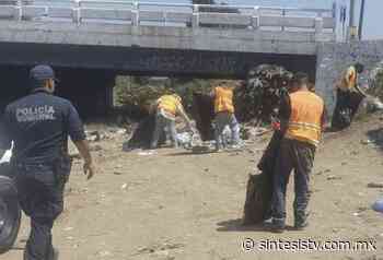 Recogen 3 mil kilogramos de basura y maleza en Ensenada - Síntesis Tv