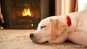 Surprising truth about ‘harmless’ dog breed - news.com.au