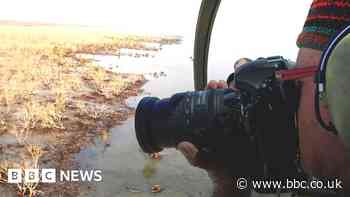 Mangrove forests: How 40 million Australian trees died of thirst