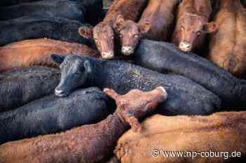 Feuer - Landwirtschaftliches Anwesen brennt: rund 40 tote Rinder - Neue Presse Coburg