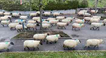 Bruchsal | Mäh statt Muh - seltene Begegnung in der Stadt - Landfunker
