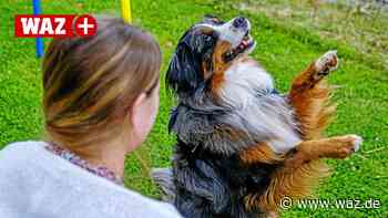 Gelsenkirchen: Wie Hunde helfen, Kinder-Ängste zu besiegen - WAZ News