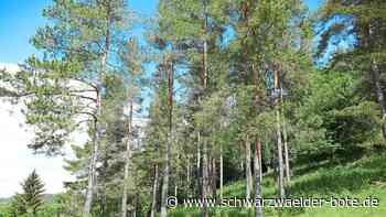 Serie "Unser Wald": Egenhäuser Kapf vereint Orchideen und Silberdisteln