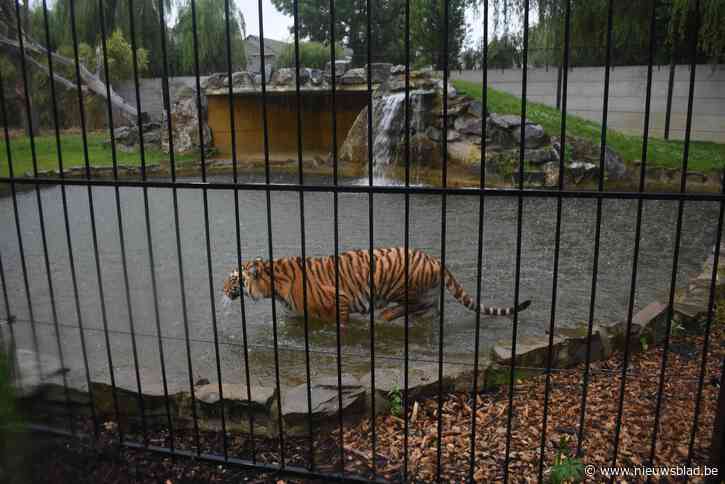 Pakawi Park staat achter nieuwe minimumnormen dierentuinen: “Bij de vernieuwing van onze verblijven houden we daar al rekening mee”