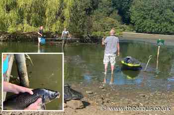 120 carp saved from dried out Falmer Pond near Brighton - The Argus
