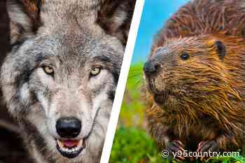 Scientists Suggest Moving More Wolves (and Beavers) to Wyoming