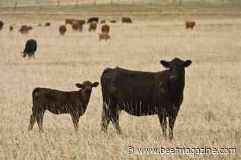 Short pasture supplies could create weaning challenges