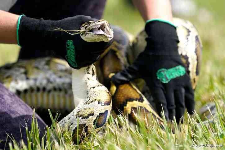 Burmese python hunt a 'huge win' in Florida Everglades