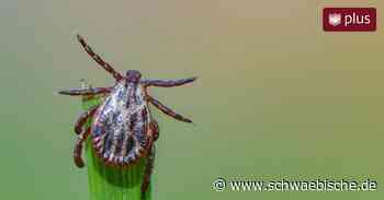 Vergleichsweise viele Zeckenbisse im Kreis Ravensburg - Schwäbische