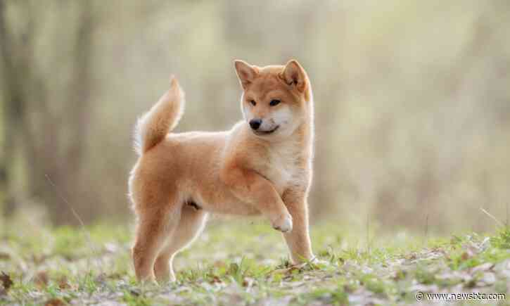 Shiba Inu Trends Upwards Through Strong Whale Accumulations