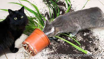 Nass-Trockensauger: Die clevere Lösung für Garage, Garten &amp; Haushalt