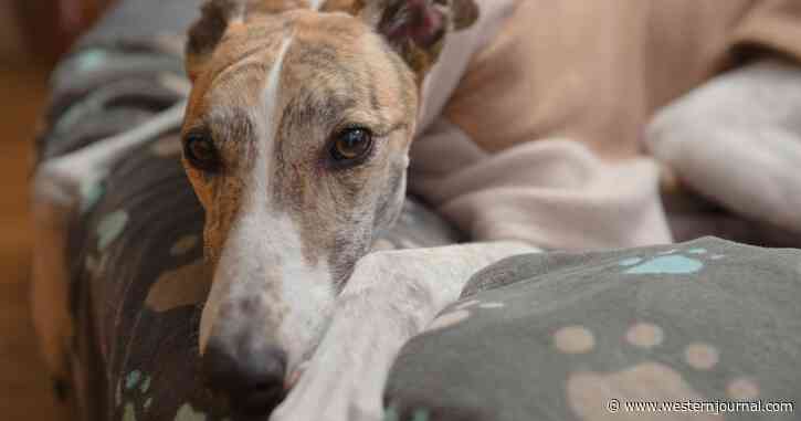 First Documented Human-to-Dog Transmission of Monkeypox Reported, Gay Couple Found to Be Co-Sleeping with a Pooch