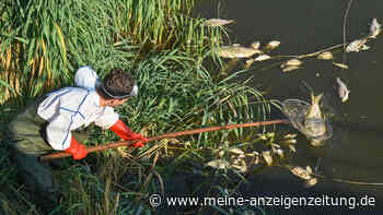 Fischsterben in der Oder: Fast hundert Tonnen tote Fische geborgen