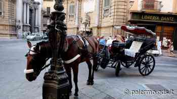 Palermo, raccolta di firme contro l’utilizzo dei cavalli per le carrozze - Giornale di Sicilia