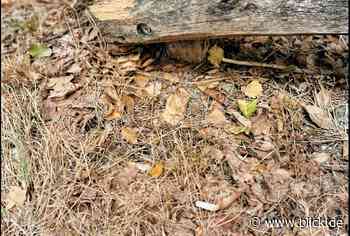 Trotz Waldbrandgefahr: 30 Personen feiern und rauchen in Dresdner Heide | blick.de - Dresden - Blick.de