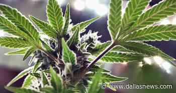 Most Texans support legalizing pot, poll shows - The Dallas Morning News