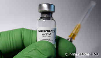 TB Drug vs. COVID? | Harvard Medical School - Harvard Medical School