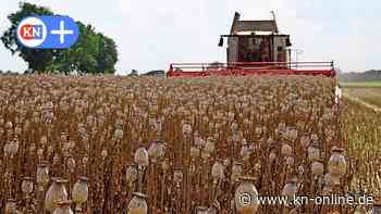 Mohnfeld in Nahe: Ernte mit gutem Ertrag bei Bauer Wrage