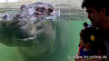 Trotz Empfängnisverhütung geboren – Nilpferd-Baby wird „Fritz“ getauft