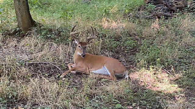 Deer spotted in Tennessee with crossbow bolt protruding from head, photos show