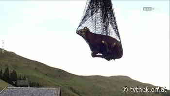 Alpen: Immer mehr Rinderbergungen - Vorarlberg heute vom 15.08.2022 um 19:00 Uhr - ORF-TVthek