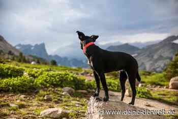 In den Alpen: Hund Hardy reißt sich los und verschwindet im Gebirge - DeineTierwelt Magazin
