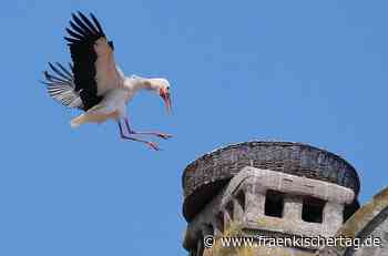 Drei Weißstorch-Paare nisten im Landkreis Kronach - Fränkischer Tag