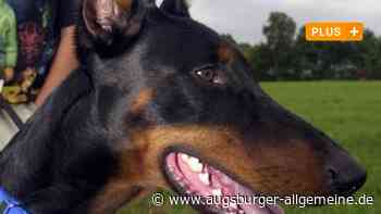 Prozess um Dobermann in Neu-Ulm: Richterin warnt den Angeklagten