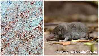 Frau im Kreis Rottal-Inn infiziert sich mit Bornavirus