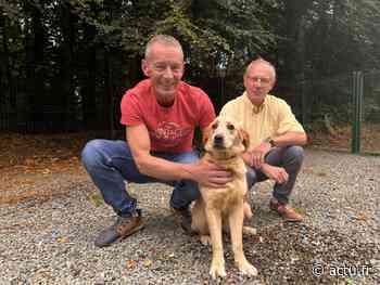 Région de Flers : avec l'été, les abandons de chiens et de chats reprennent - actu.fr