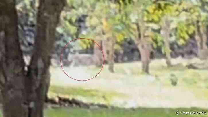 Mysterious wildcat sighting reported in Hawaii