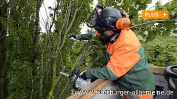 Die Baumpflege in Augsburg wird zunehmend schwieriger