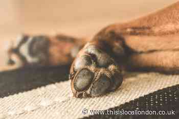 First monkeypox dog case diagnosed as pet owners warned after first suspected case