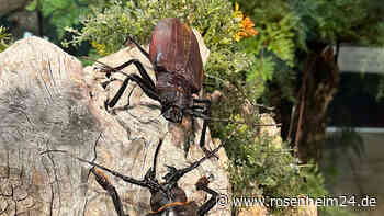 Gigantische Riesenkäfer im „Haus der Berge“ in Berchtesgaden