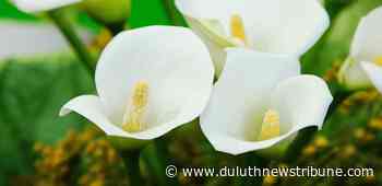 Ask a Master Gardener: Calla lilies can lose bright color if overfertilized - Duluth News Tribune