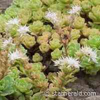 Master Gardener Tips: Add drought tolerant plants to your landscape - Scottsbluff Star Herald