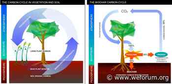 Biochar: The gardener's friend that could help slow global warming - World Economic Forum