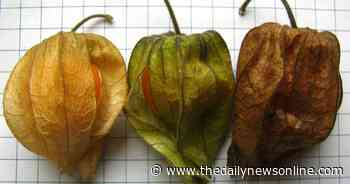 Master Gardener: Ground cherries are an unusual garden option - The Daily News Online